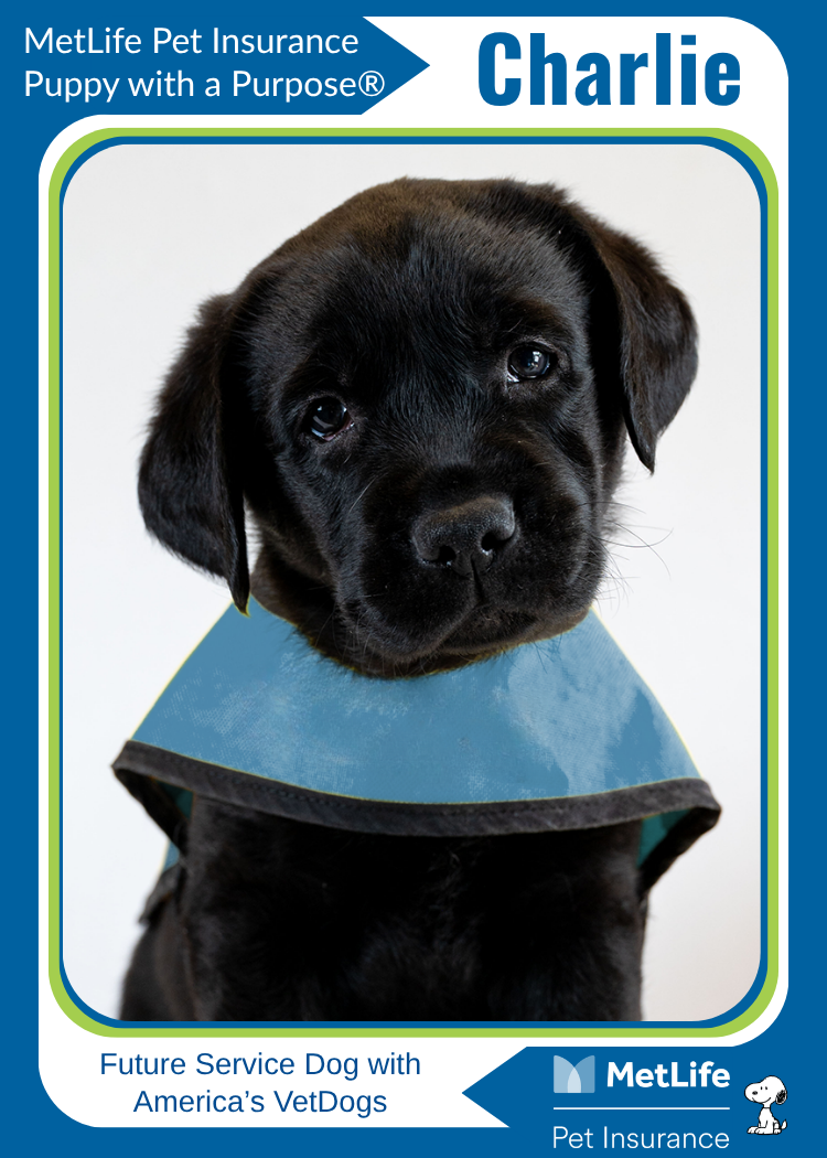 Charlie-Trading-Card
